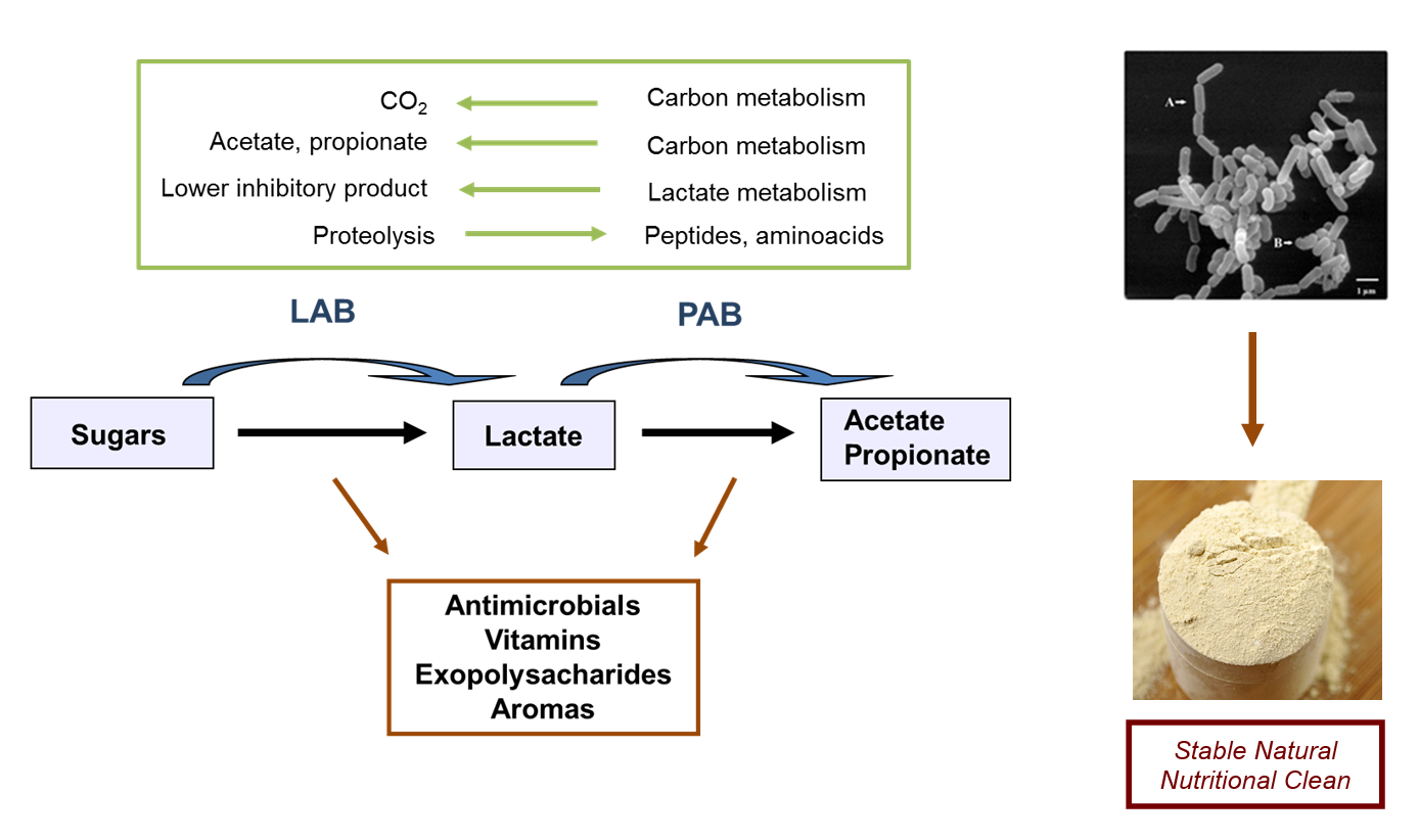 Enlarged view: Schematic representation of validated and hypothetical mutualistic interactions occurring between LAB and PAB during co-culture fermentations and compounds relevant for functional and nutritional bio-ingredient development (Smid E and Lacroix C 2013 Current Opinion in Biotechnology 24:148).